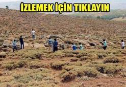 Kurt sürüsü, 31 kurbanlık koyunu telef etti