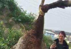 Barınakta boğazı kesilerek öldürüldü