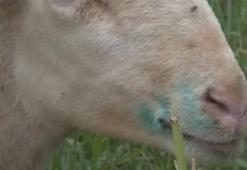 Mavi dil hastalığıyla mücadele kriterleri belirlendi