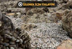 Suyu çekilen barajdan "midye tarlası" çıktı