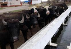 Sulak alan azaldı, manda sayısı 1 milyondan 100 bine düştü