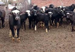 Sulak alan azaldı, manda sayısı 1 milyondan 100 bine düştü