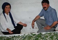 Kafasına koydu böcekten para kazandı