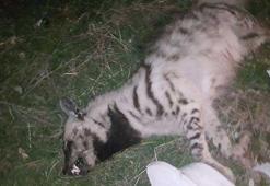 Soyu tükenmek üzere olana çizgili sırtlanı otomobil ezdi