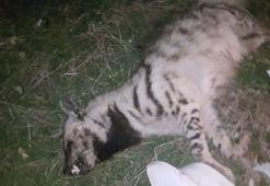 Soyu tükenmek üzere olana çizgili sırtlanı otomobil ezdi