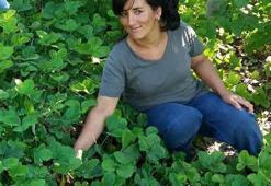 Silaj makinesine kaptırdığı kolları koptu