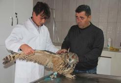 Kanatlarını açınca boyu 2 metreye ulaşan puhu kuşu görenleri şaşırttı