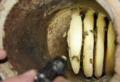 Karakovan balının hasadına başlandı