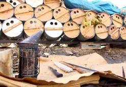 Karakovan balının hasadına başlandı