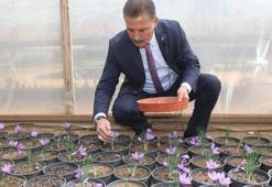 Dünyanın en pahalı baharatı Mersin'de yetişiyor