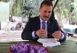 Dünyanın en pahalı baharatı Mersin'de yetişiyor