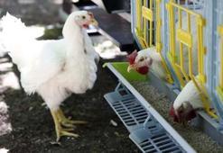 Siyah pirinç artık Türk sofralarında da yer alacak