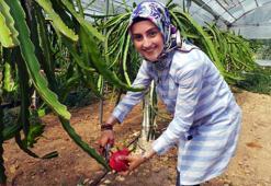 Çukurova'da pitaya üretimi başladı