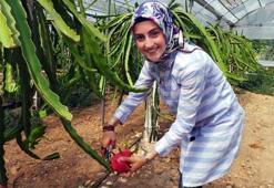 Çukurova'da pitaya üretimi başladı
