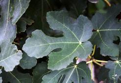 Varise incir yaprağı çözümü