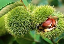 At kestanesi kremi faydaları
