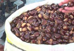 Kestanenin saymakla bitmeyen faydaları var!