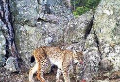 Ormanın hayaleti de kaçak avcılık kurbanı