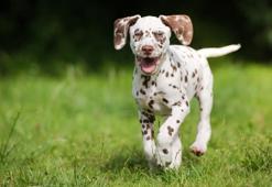 Köpeğinizin dışkısı sağlığı hakkında ne anlatıyor?