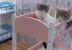 İzlanda'da kedi şovu izlenme rekorları kırıyor