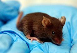 Bilim adamları dünyadaki ilk fare kafası naklini gerçekleştirdi