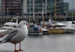 Avrupa'nın bölünmüş başkenti Belfast