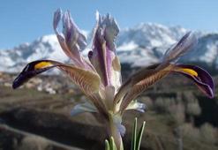 Nevruz nedir? Ne zaman kutlanır? İşte Nevruz ile ilgili bilinmeyenler