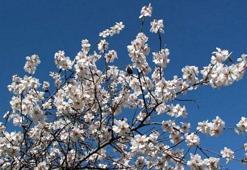 Nevruz nedir? Nevruz bayramı Ne zaman kutlanır?