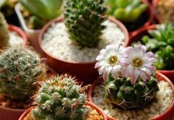 Kaktüs bakımı nasıl olur?