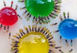 Çocuklar için deney: Karınca Gözlemi