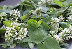 Melisa çiçeği nedir?