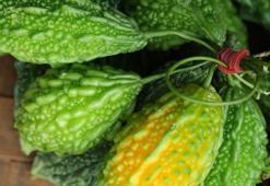 Kudret Narı Faydaları Nelerdir? Kudret Narı Nasıl Kullanılır?