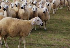 Kocaeli'nde dört ilçede karantina!