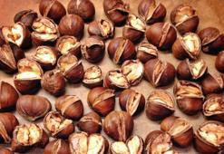 Zenginlik kaynağı kestanenin inanılmaz faydası