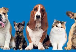 Küçük dostlara büyük teknoloji