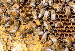 Karakovan balının faydaları