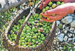 Dünya Zeytin Günü’ne Akhisar damga vuracak