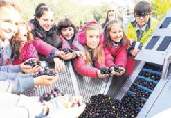 Üreticiden tüketiciye zeytinyağı