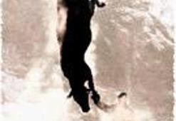 Türkiye şapa batmış haberimiz yok!