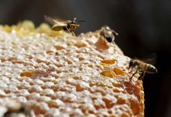 Arap ülkelerinin gözdesi: Karakovan balı
