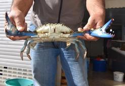 Mavi yengeç Karadeniz'de ağlara takıldı