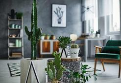 Başak burçları için dekorasyon önerileri