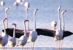 Flamingolardan kur dansı