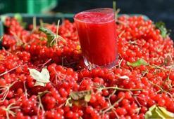 Gilaburu meyvesinin yeni bir faydası ortaya çıktı