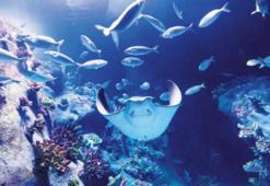 Sualtına sihirli yolculuk