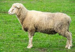 50 yıl önce spermi dondurulan koç baba oldu