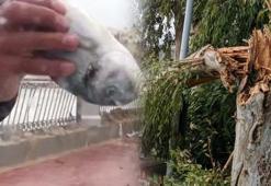 Dev dalga nedeniyle karaya vurdular! Adada yaşayanlar poşetlerle götürdü...