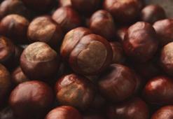 Kestanenin faydaları nelerdir?