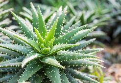 Banyo dekorasyonu için kullanmanız gereken bitkiler