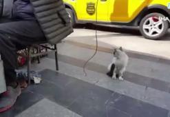Boyacıyla sokak kedisinin dostluğu